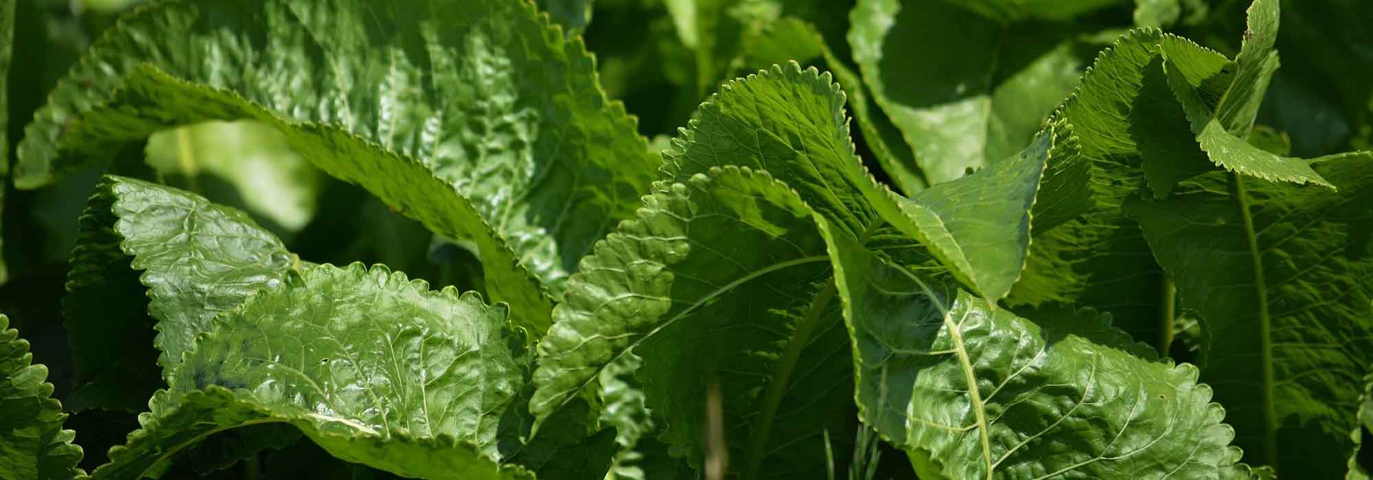 O rábano-silvestre: sementeira, cultivo, colheita